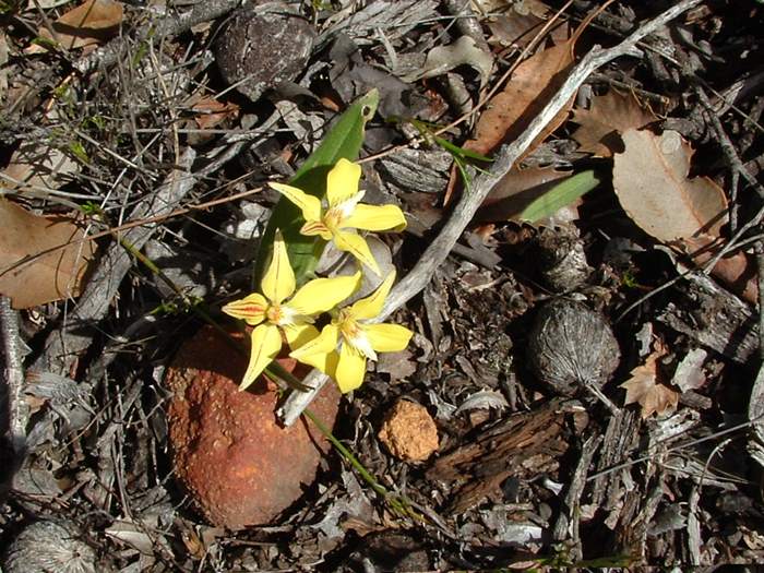 Caladenia - orchidaceae_cowslip_120906.jpg